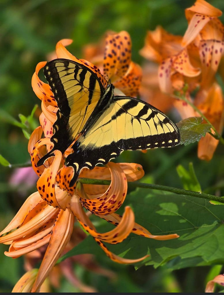 Butterfly on Butterfly weed.